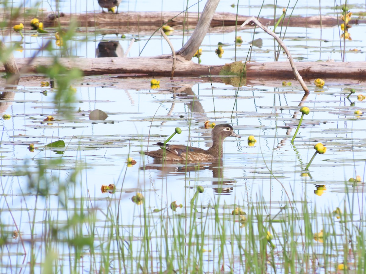 Wood Duck - ML638297211