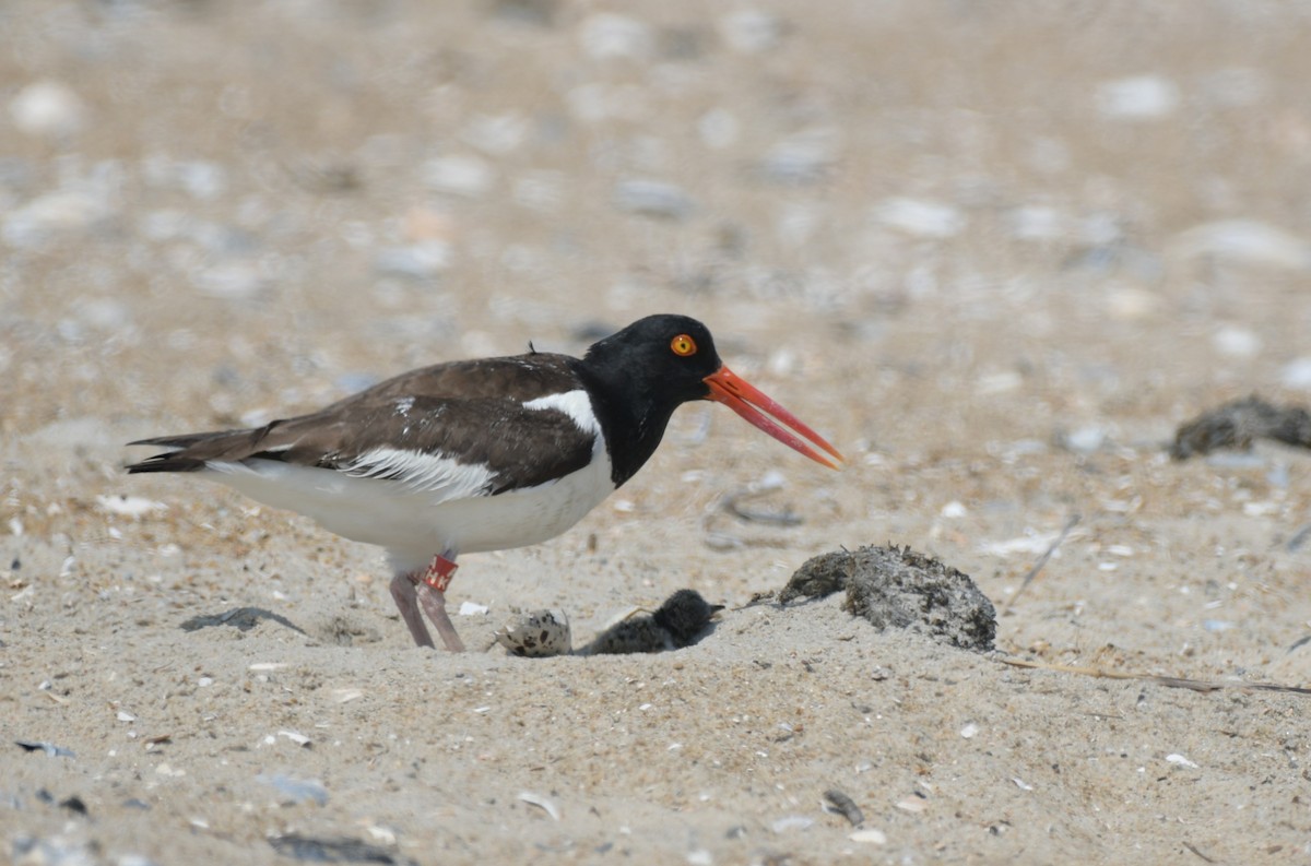 American Oystercatcher - ML638297214