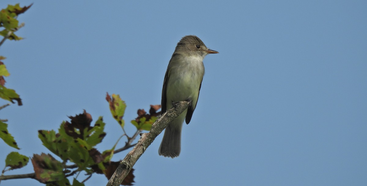 Willow Flycatcher - ML638297215
