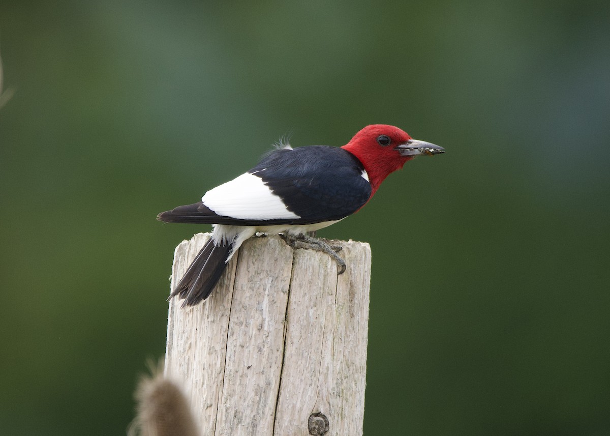 Red-headed Woodpecker - ML638297216