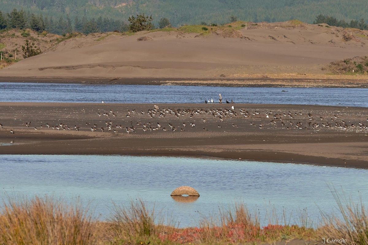 American Oystercatcher - ML638297219