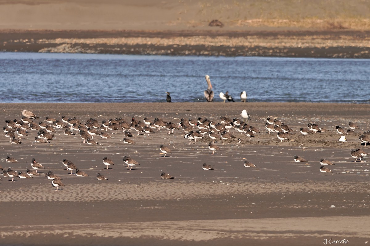 American Oystercatcher - ML638297220