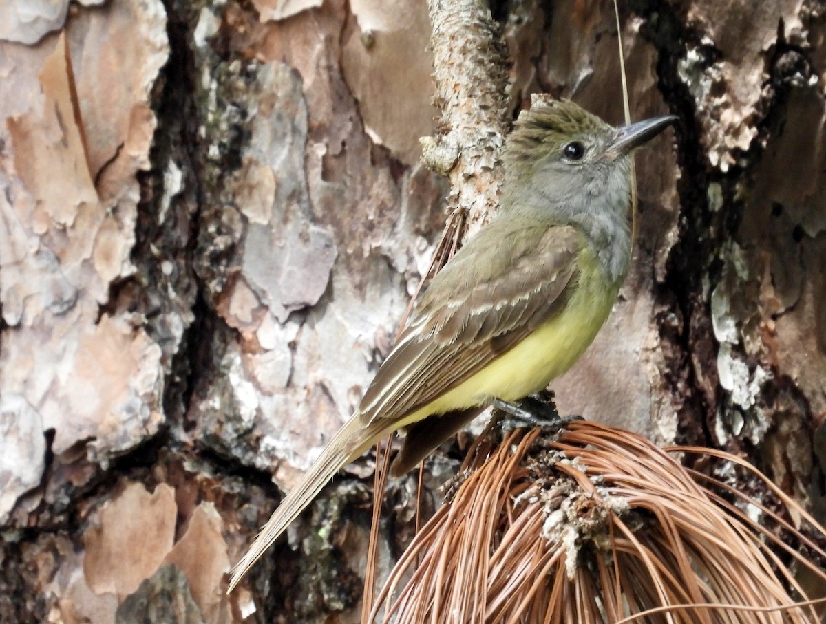 Great Crested Flycatcher - ML638297222