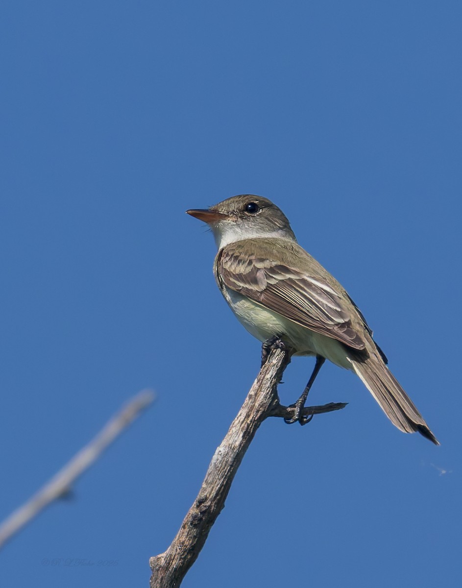 Willow Flycatcher - ML638297224