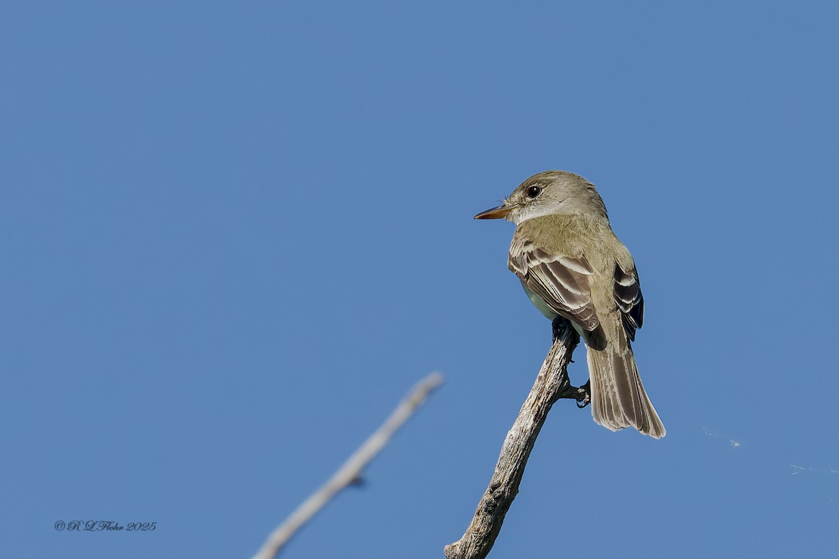 Willow Flycatcher - ML638297226