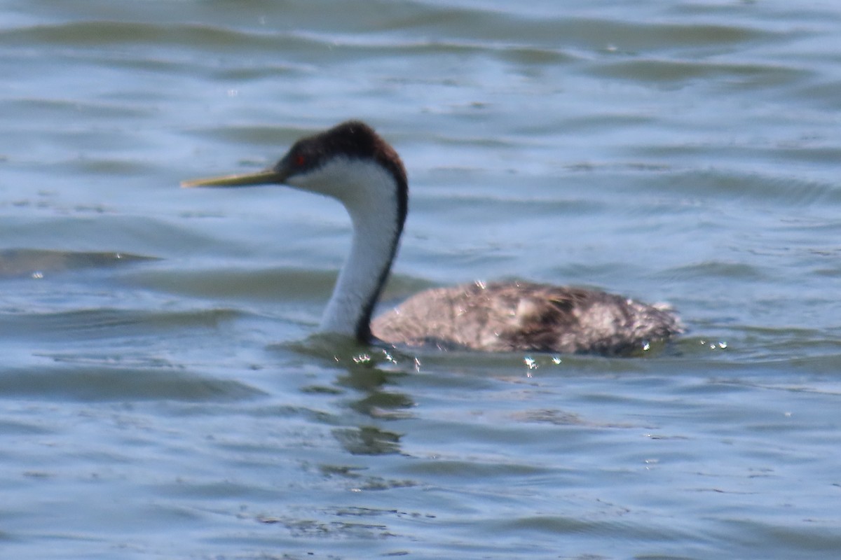 Western Grebe - ML638297227