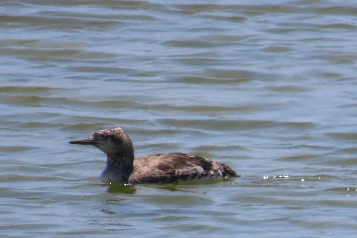 Western Grebe - ML638297228
