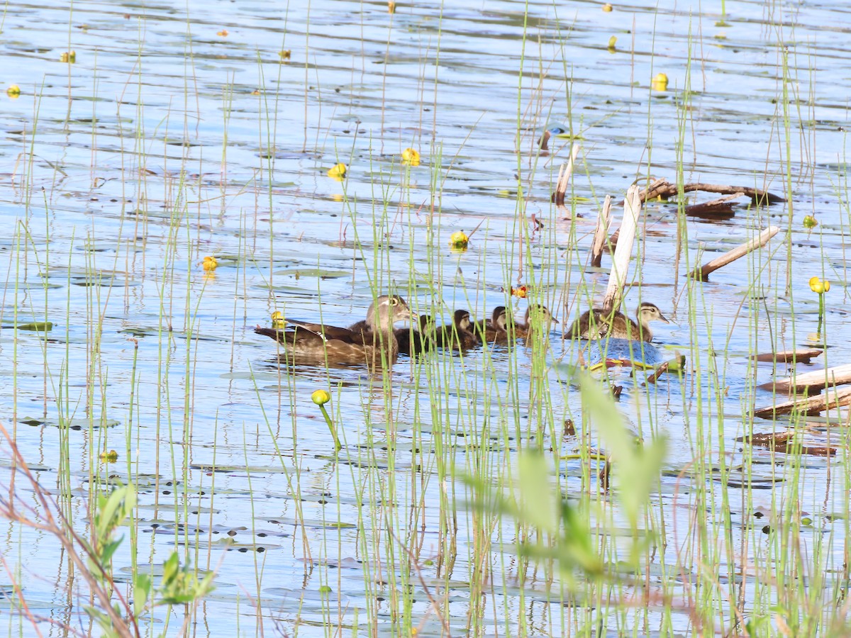 Wood Duck - ML638297230