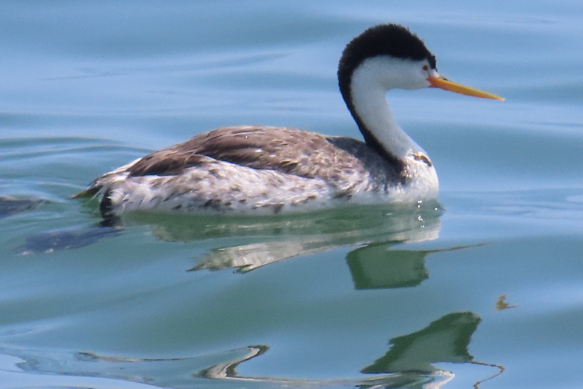 Clark's Grebe - ML638297231