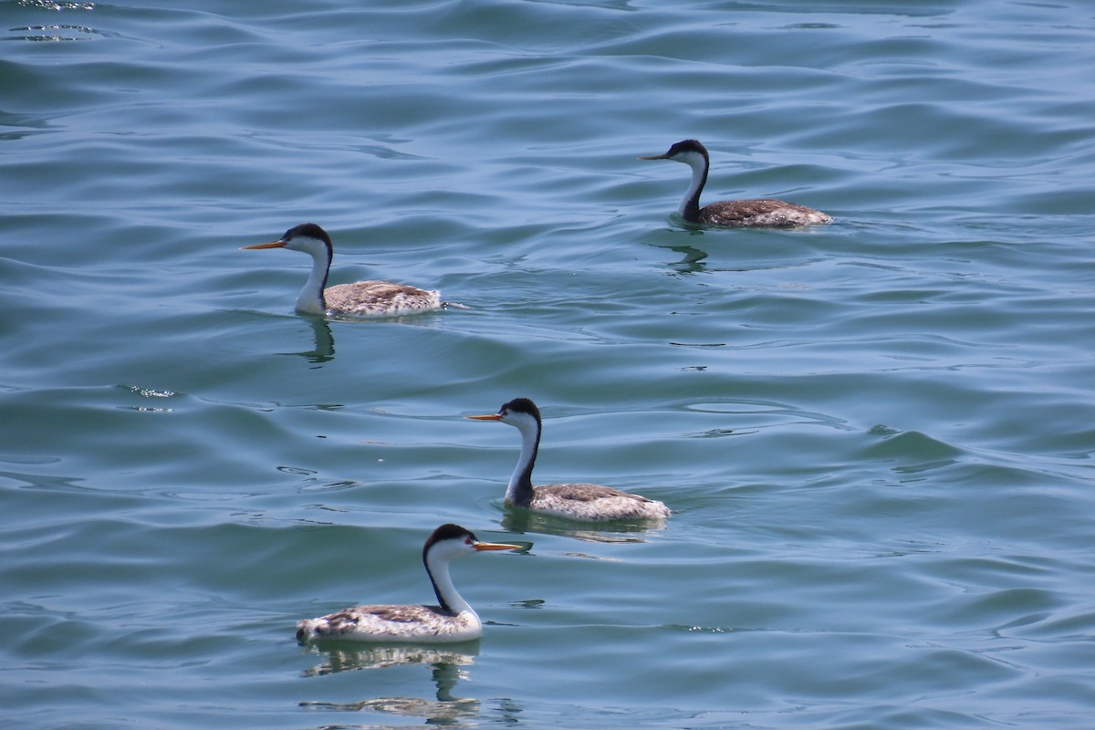 Clark's Grebe - ML638297232