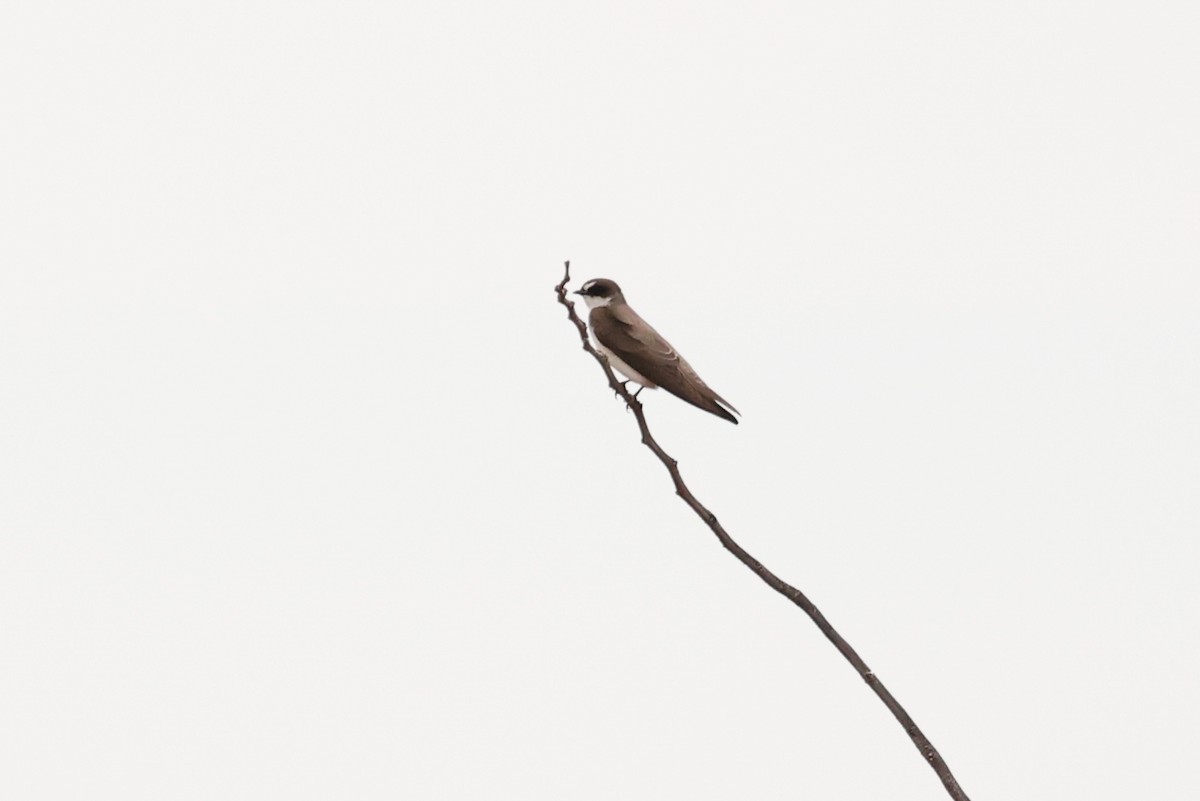 Banded Martin - ML638297235