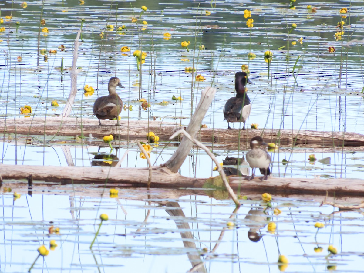 Ring-necked Duck - ML638297237