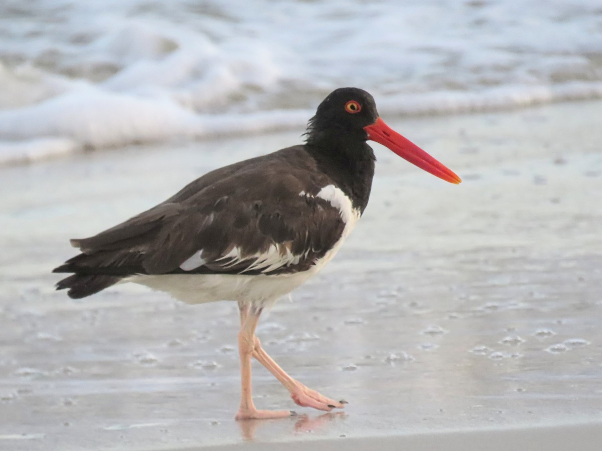 American Oystercatcher - ML638297238