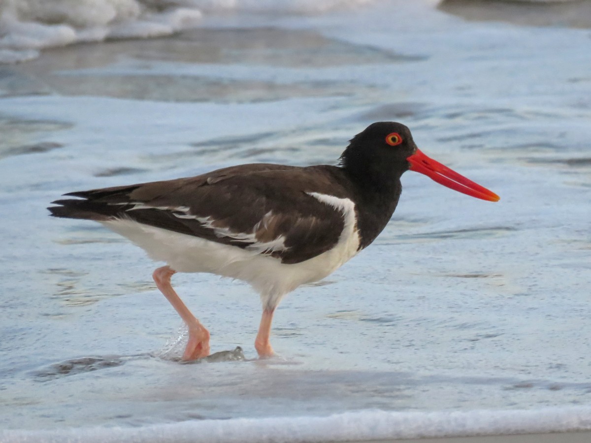 American Oystercatcher - ML638297239