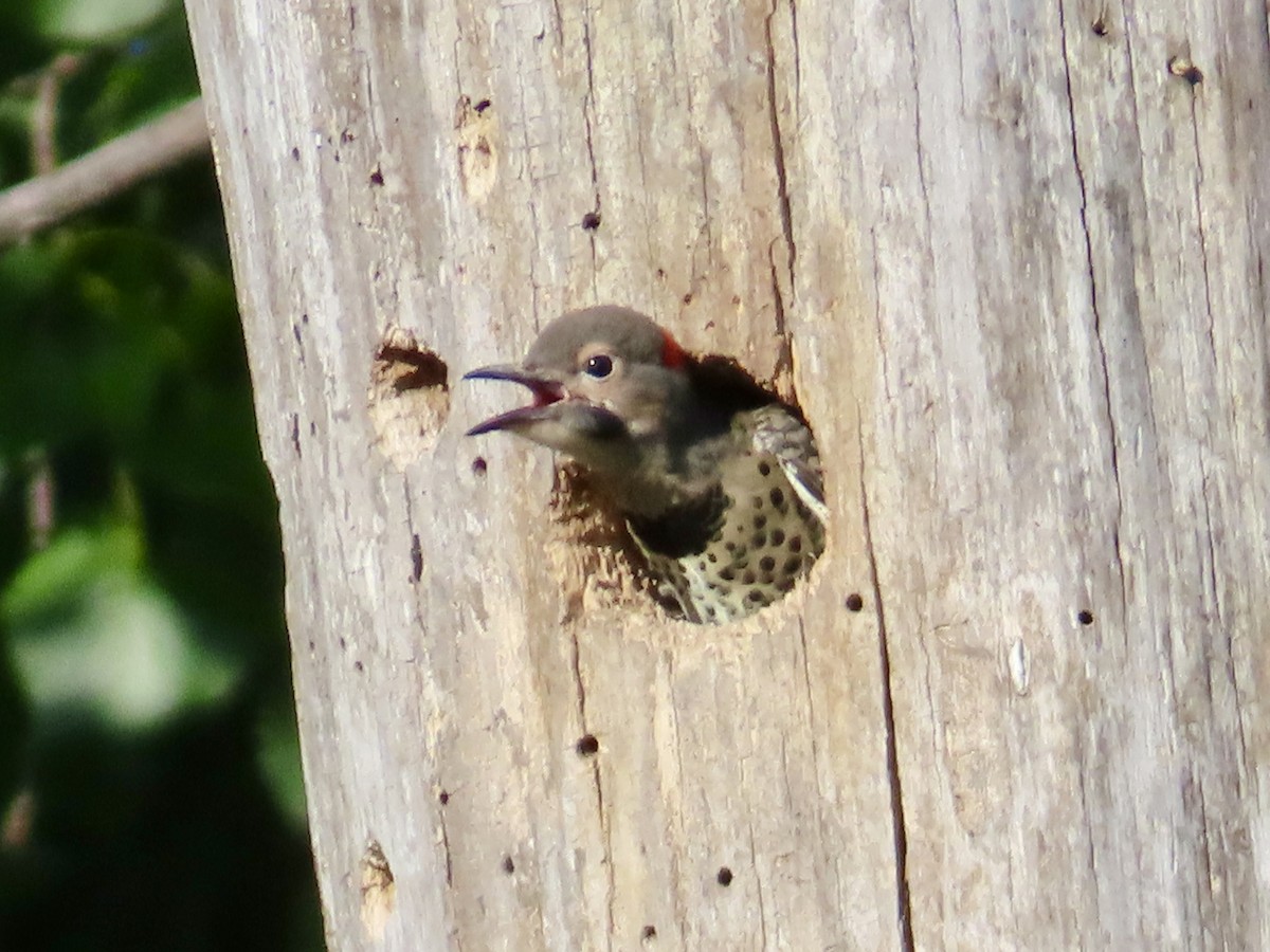 Northern Flicker - ML638297243
