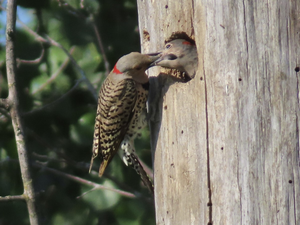 Northern Flicker - ML638297245