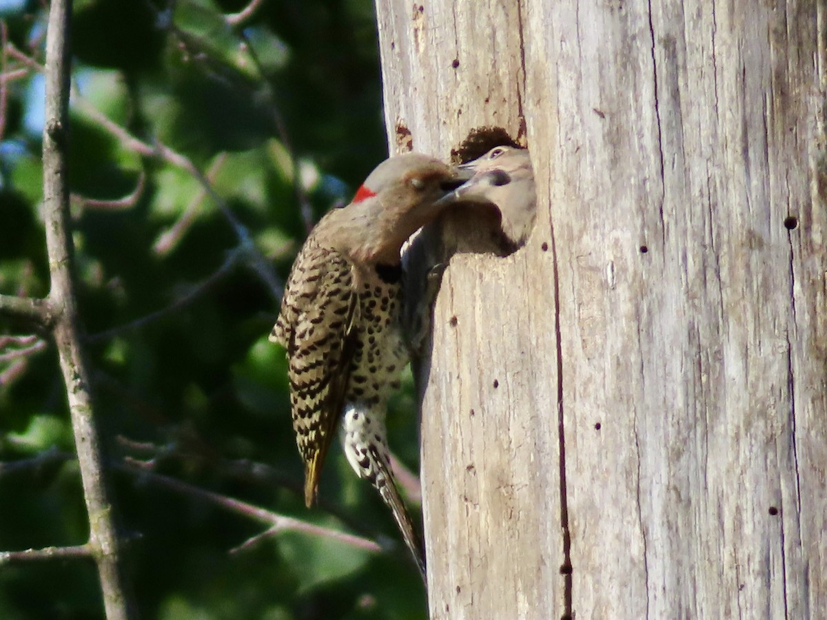 Northern Flicker - ML638297246