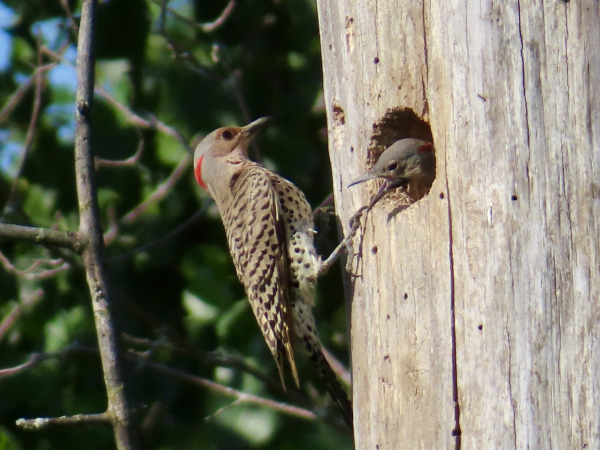 Northern Flicker - ML638297247