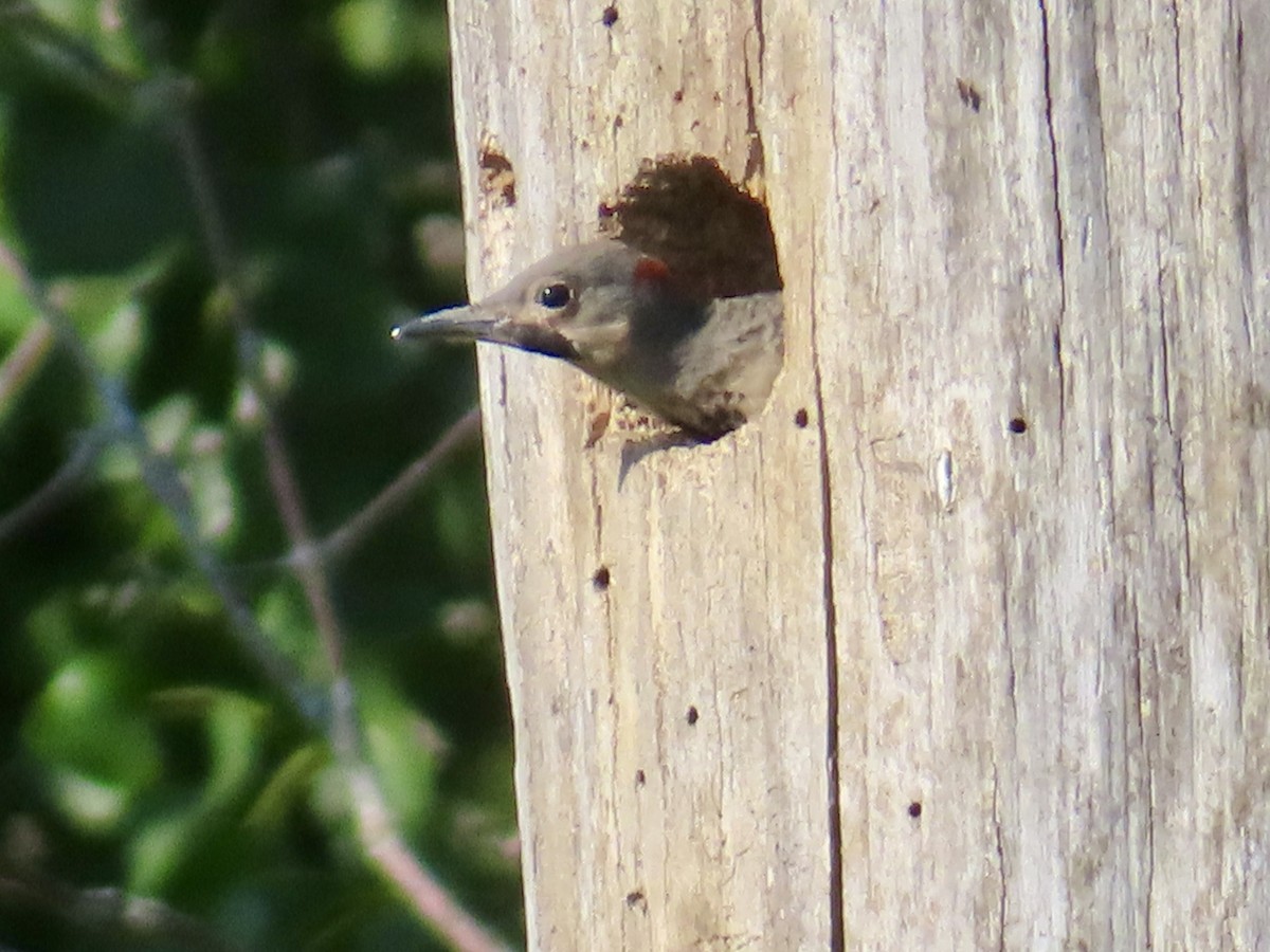 Northern Flicker - ML638297249