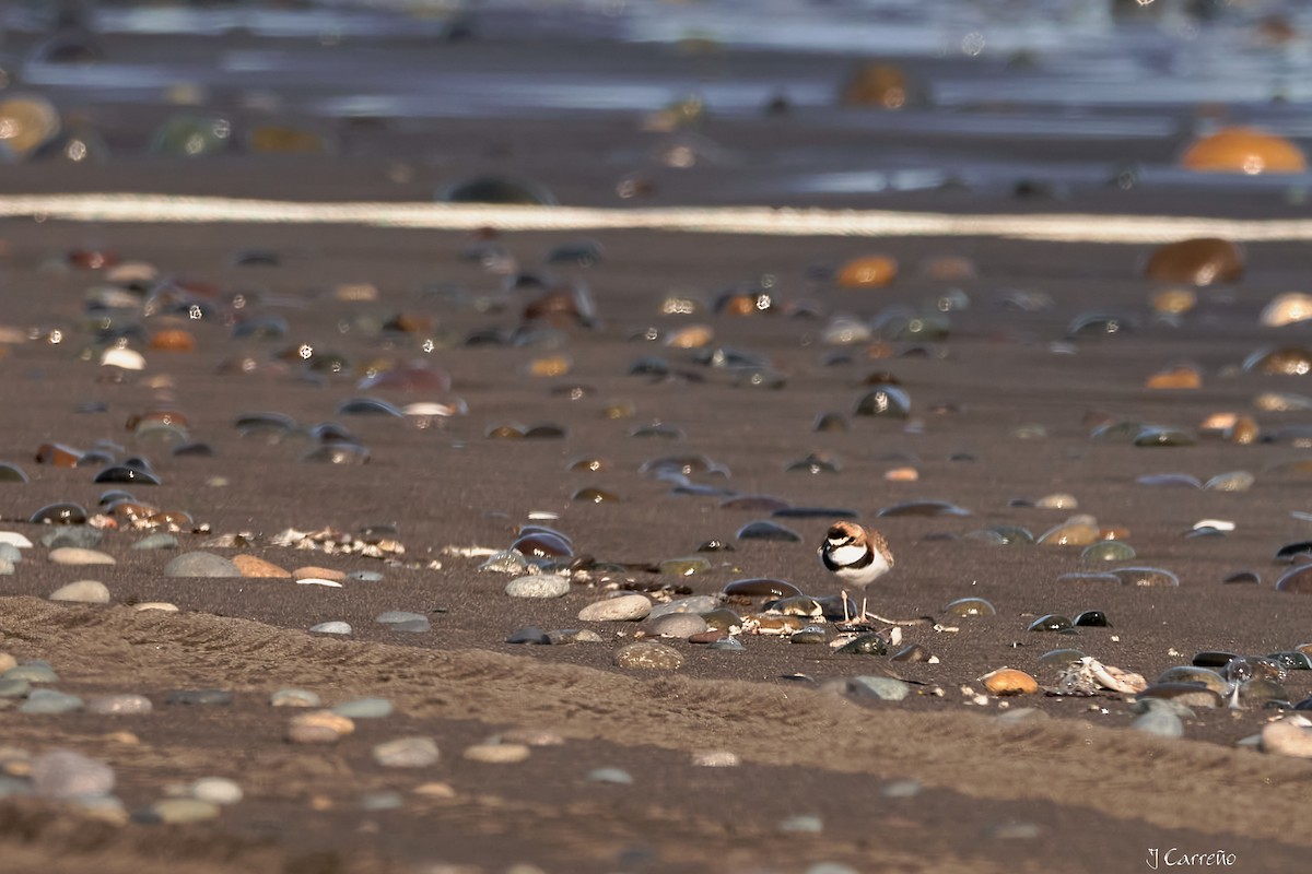 Collared Plover - ML638297252