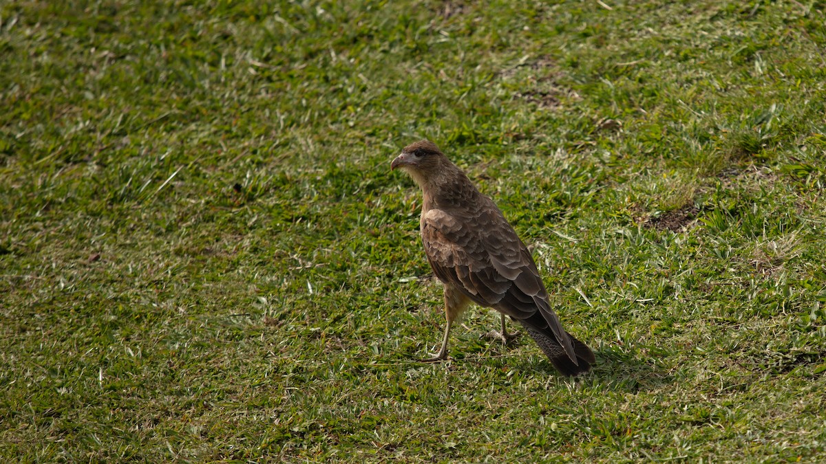 Chimango Caracara - ML638297257