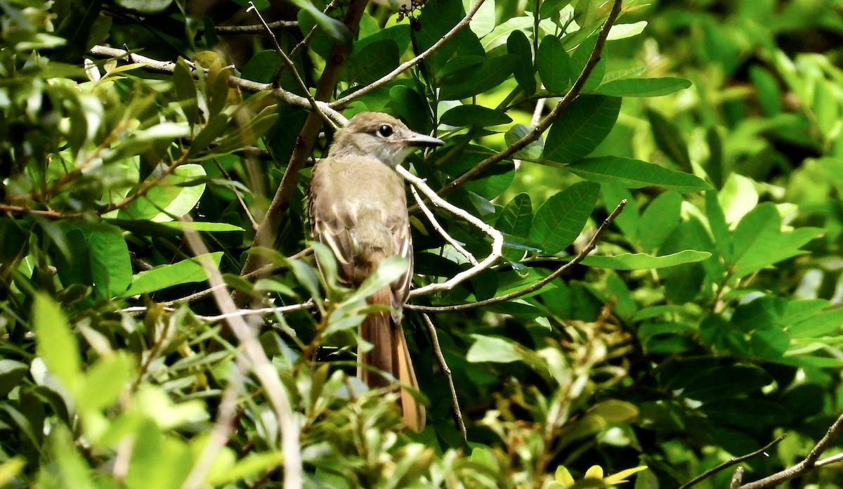 Great Crested Flycatcher - ML638297258