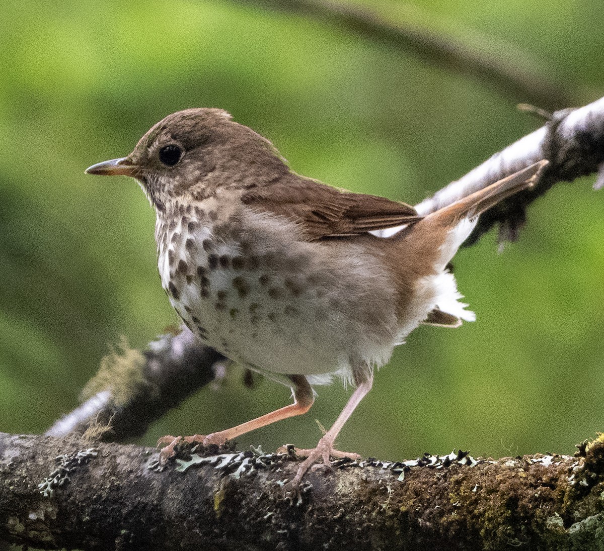 Hermit Thrush - ML638297259