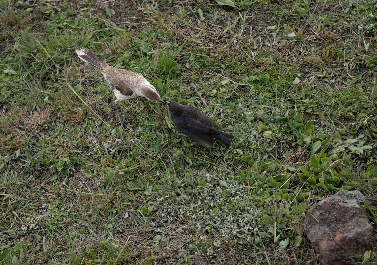 Chalk-browed Mockingbird - ML638297260