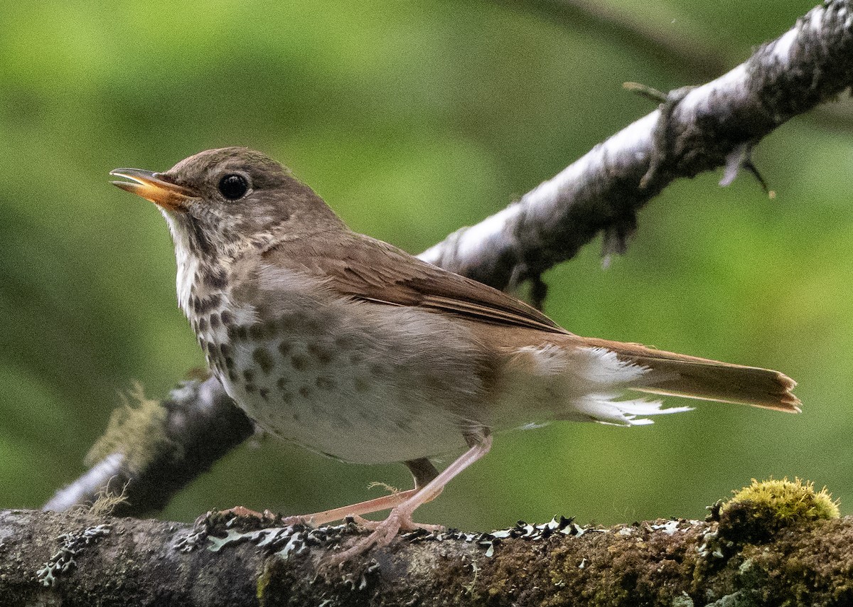 Hermit Thrush - ML638297263