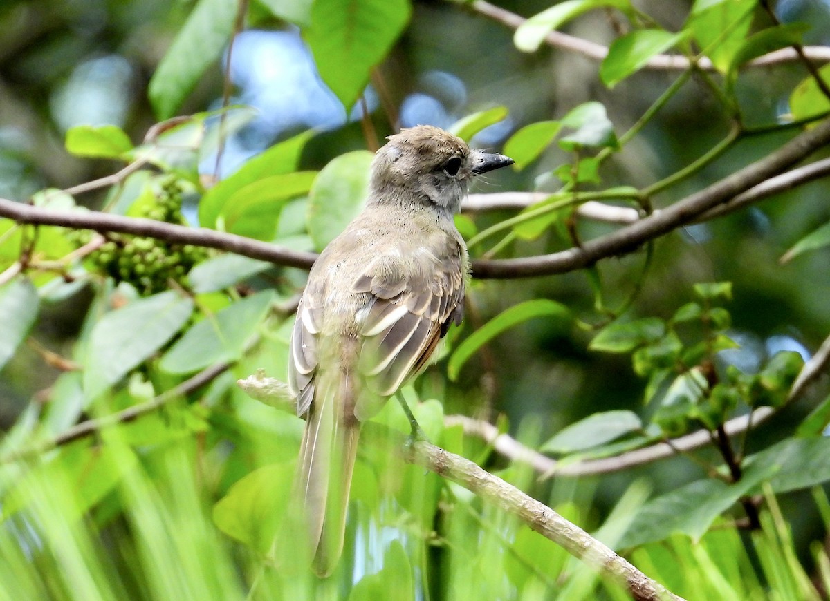 Great Crested Flycatcher - ML638297266