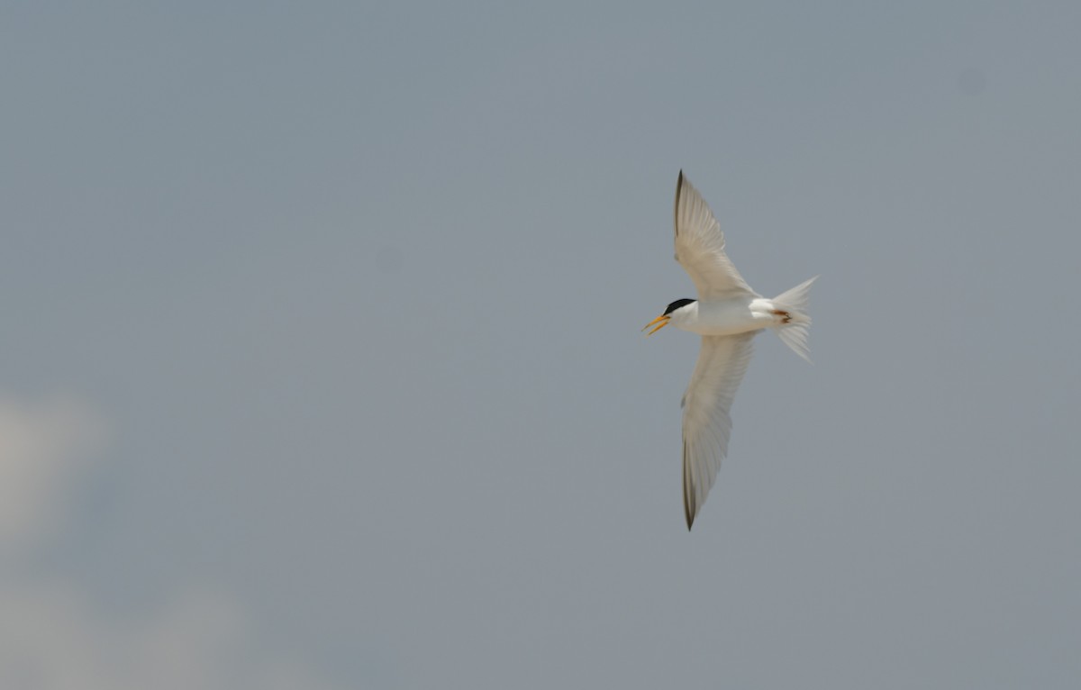 Txenadatxo antillarra - ML638297271
