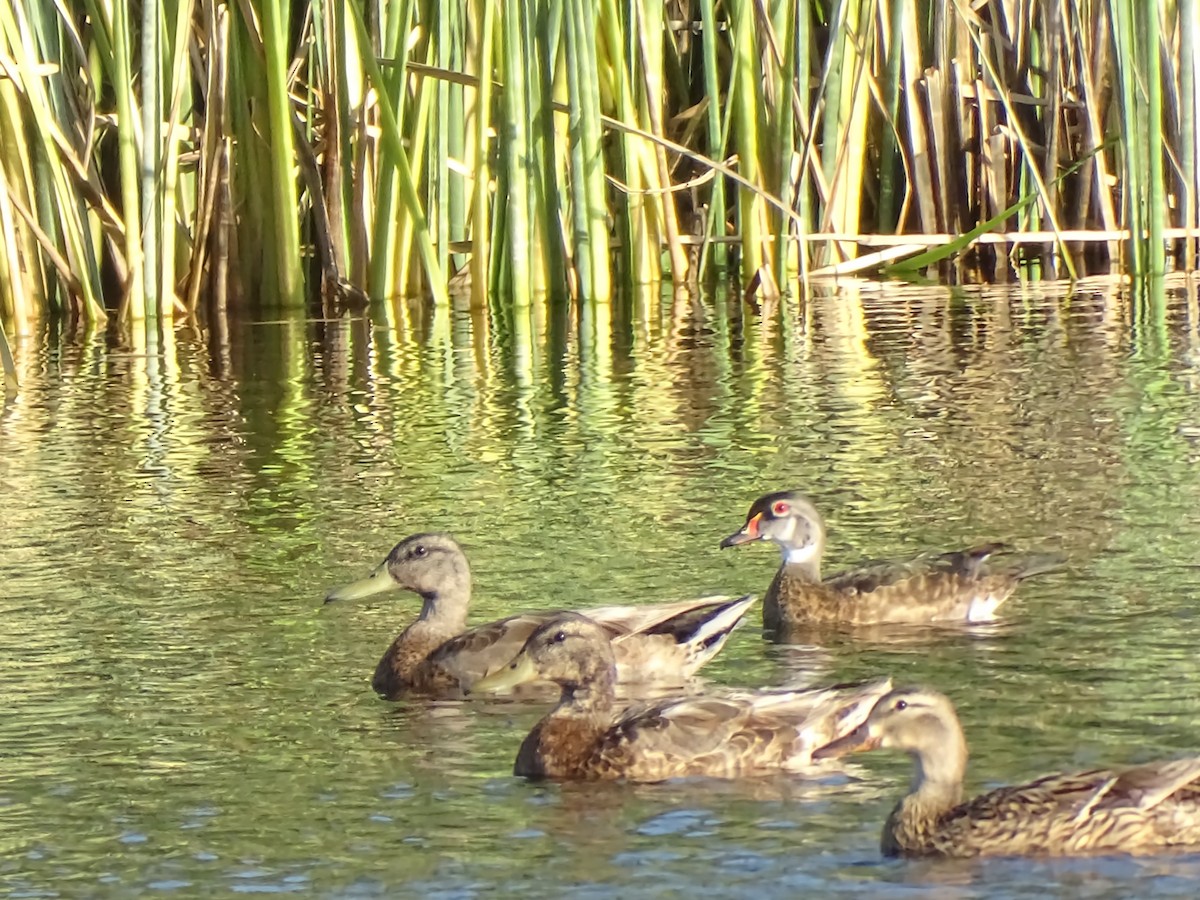 Wood Duck - ML638297274