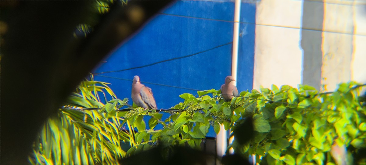Red-billed Pigeon - ML638297278
