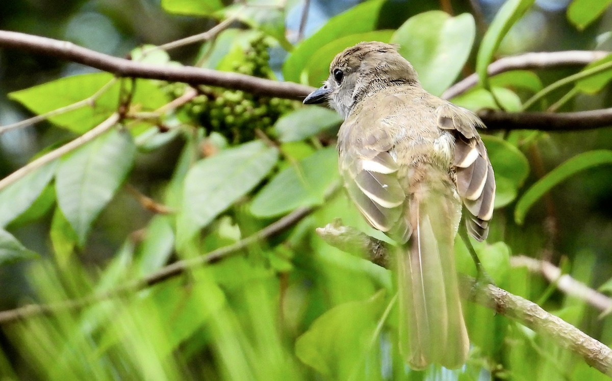 Great Crested Flycatcher - ML638297280
