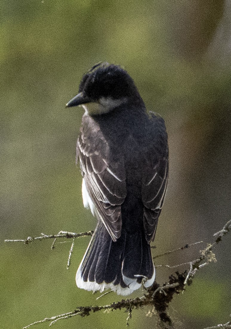 Eastern Kingbird - ML638297281