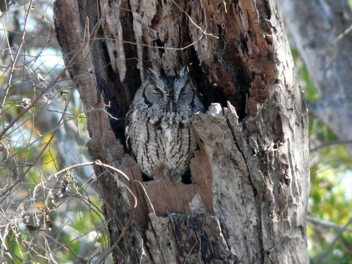 Eastern Screech-Owl (McCall's) - ML638297284