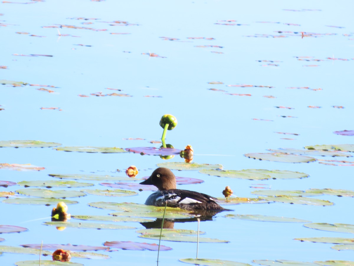 Common Goldeneye - ML638297287