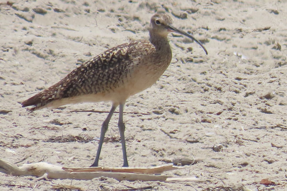 Long-billed Curlew - ML638297288