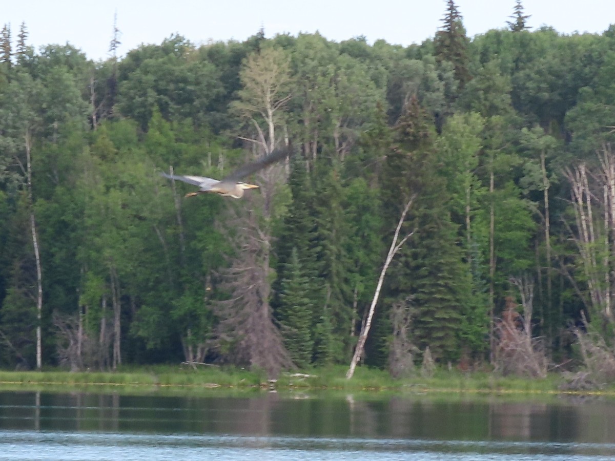 Great Blue Heron - ML638297299