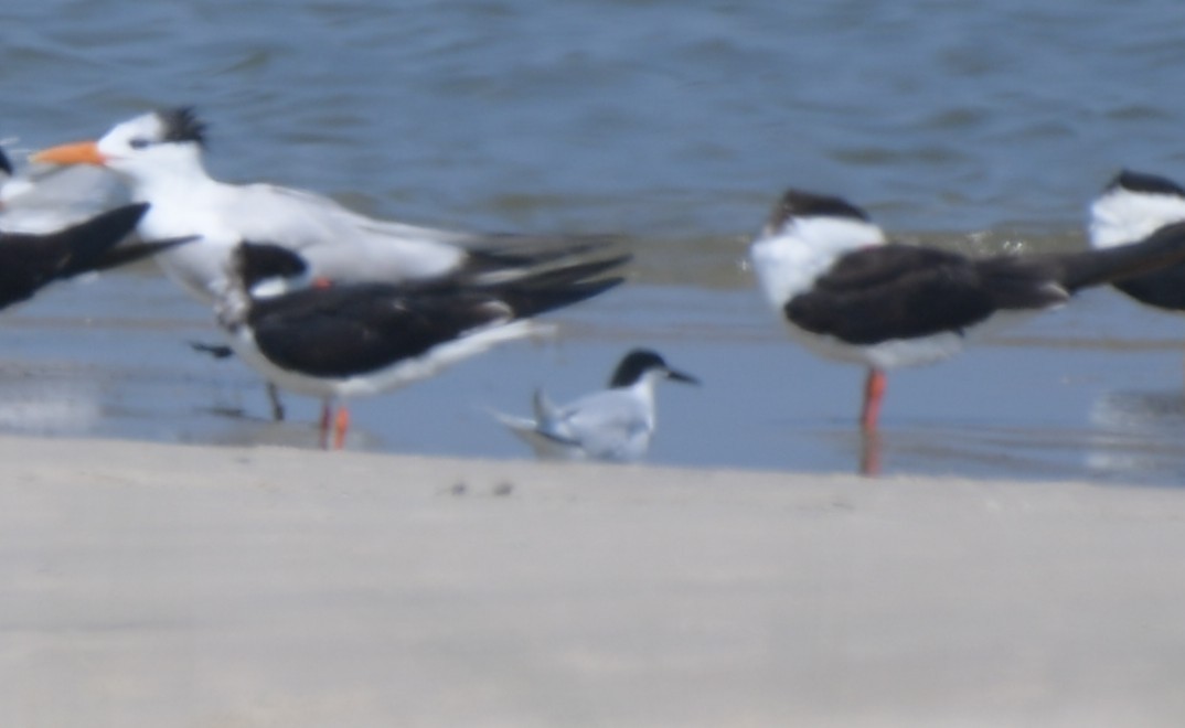 Roseate Tern - ML638297300