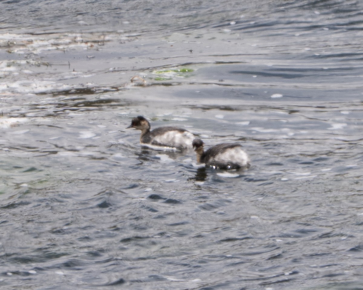 Silvery Grebe - ML638297307