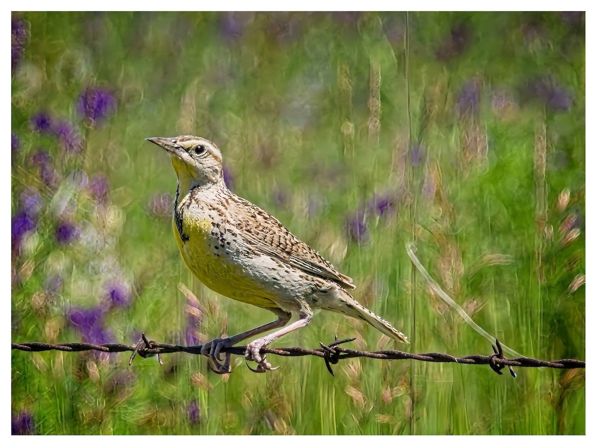 Western Meadowlark - ML638297308