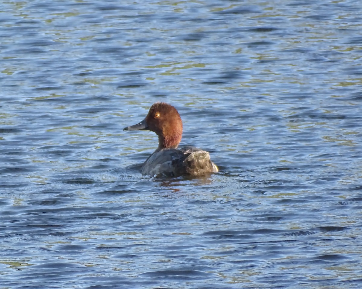 Redhead - ML638297326
