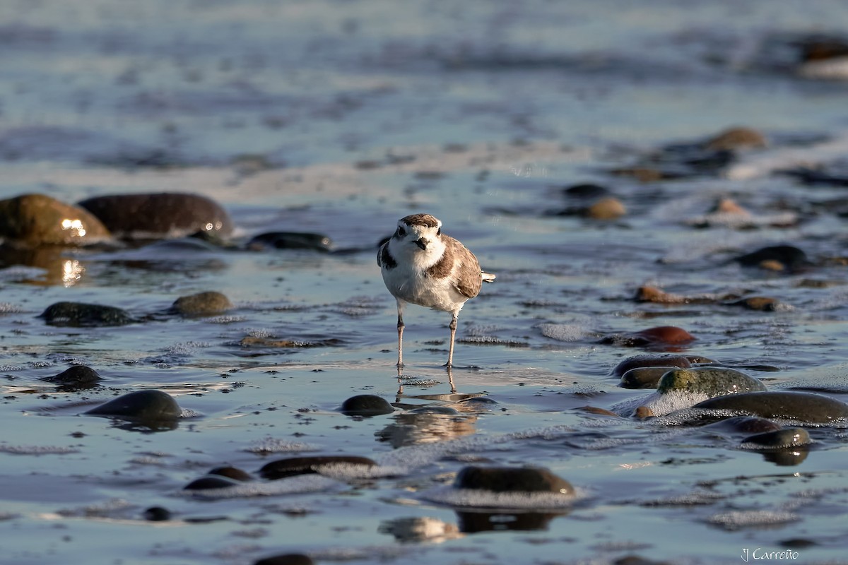 Snowy Plover - ML638297332