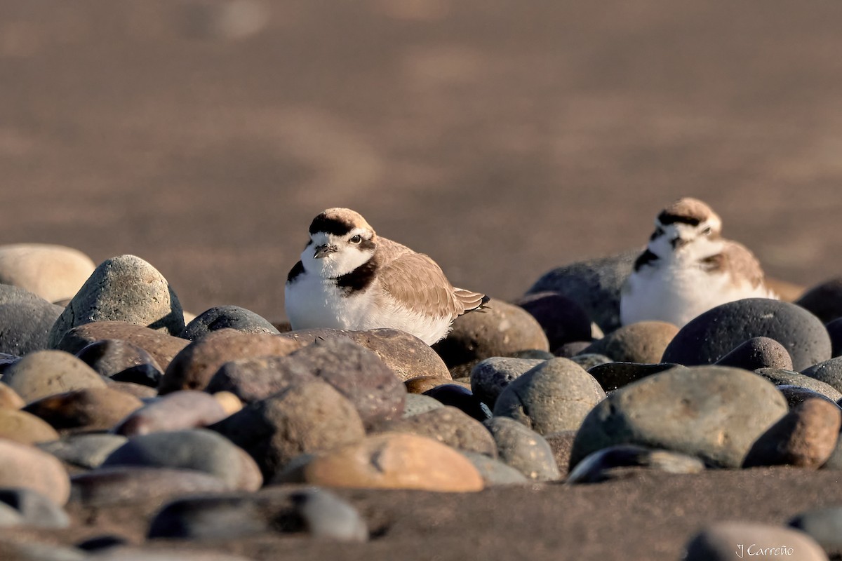 Snowy Plover - ML638297333