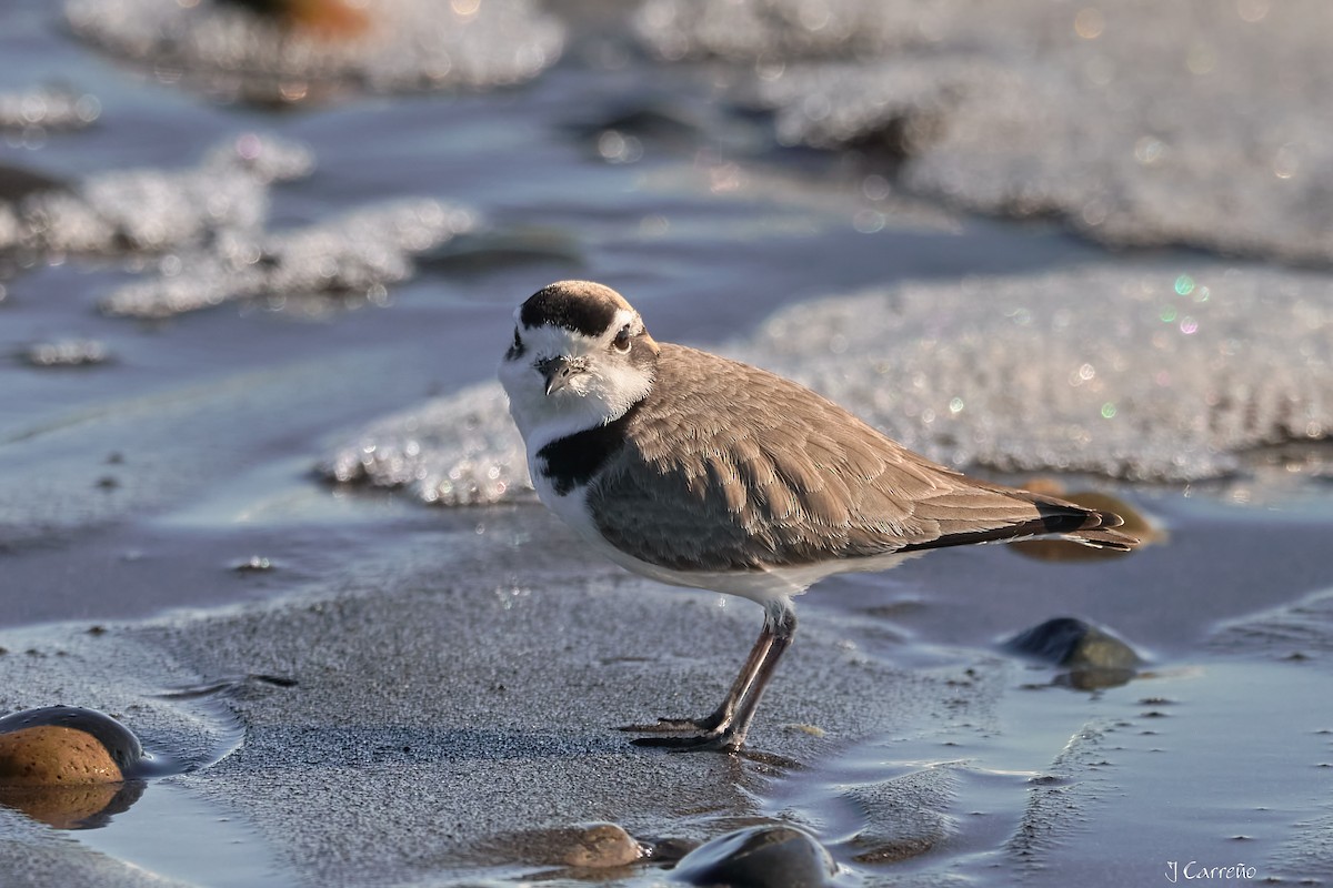 Snowy Plover - ML638297334