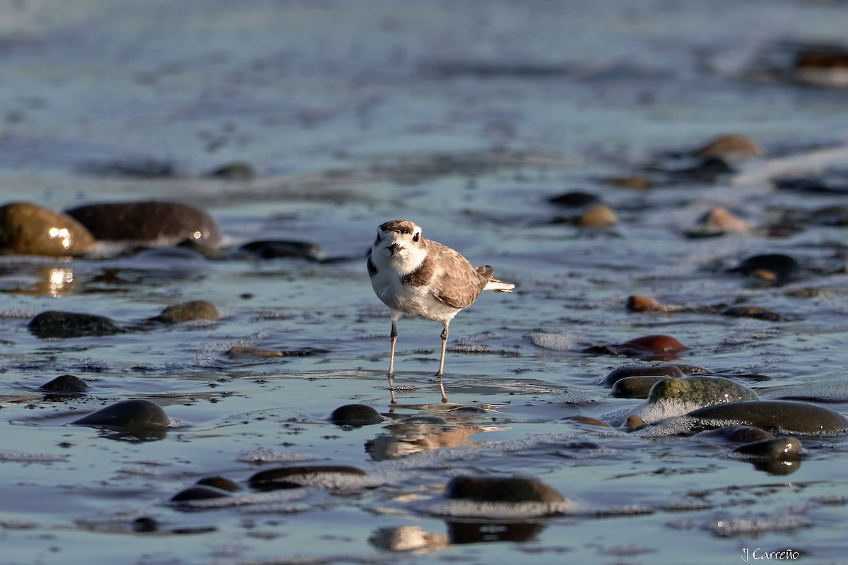 Snowy Plover - ML638297335