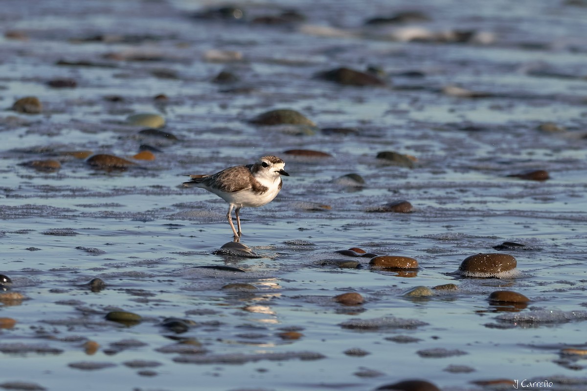 Snowy Plover - ML638297336