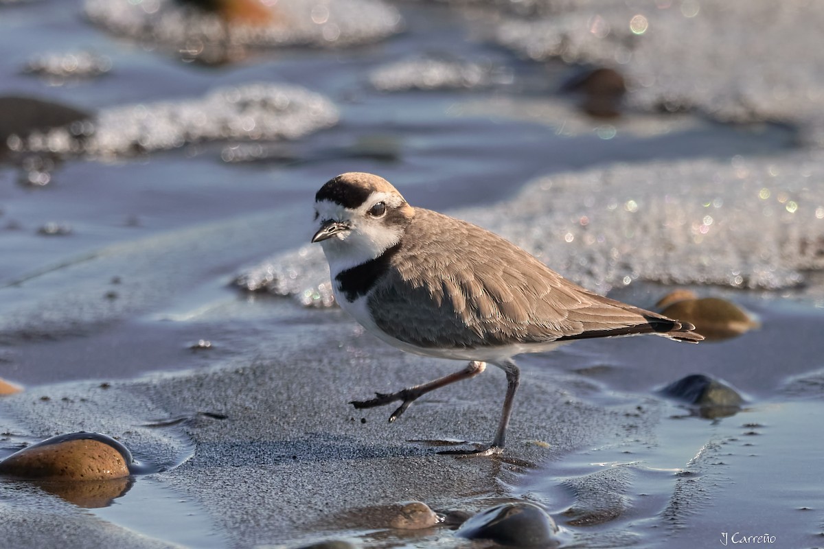 Snowy Plover - ML638297337