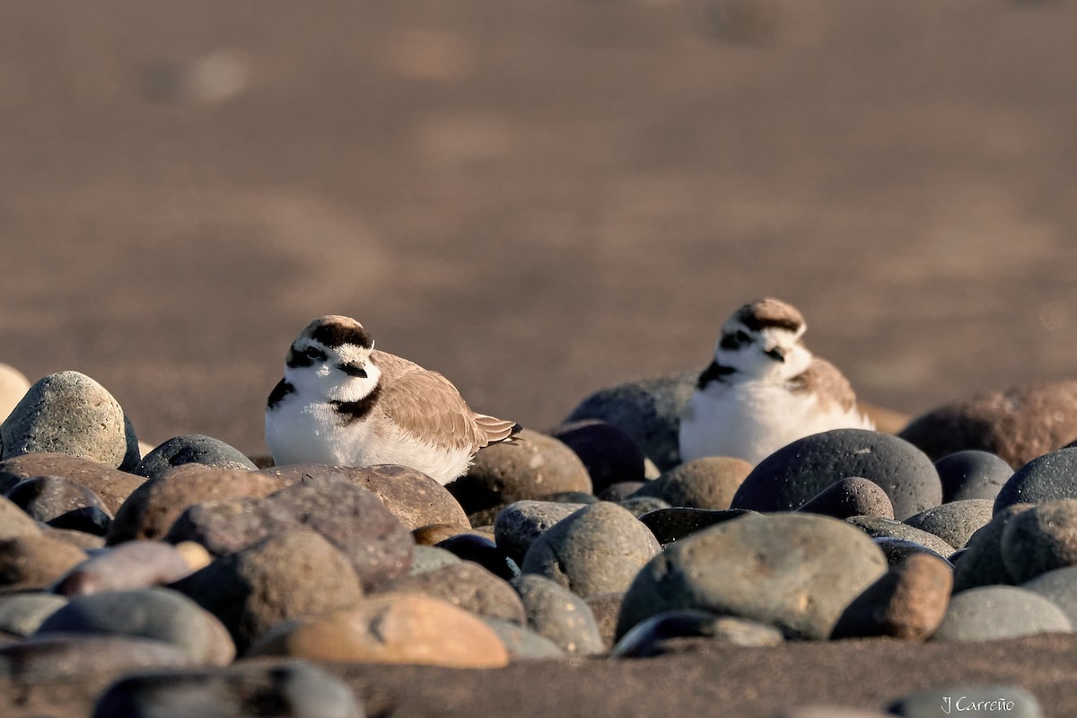 Snowy Plover - ML638297341